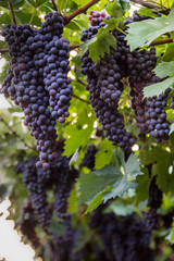 Red grapes in a Italian vineyard - Bardolino. Selective focus.
