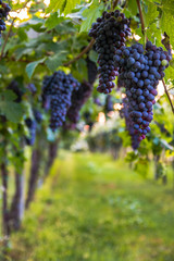 Red grapes in a Italian vineyard - Bardolino. Selective focus.
