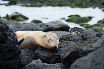 ガラパゴスアザラシ
