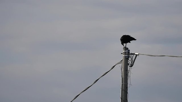 Waldrapp (Northern Bald Ibis, Hermit Ibis, Geronticus Eremita or Ibis Eremita) FullHD Slow Motion Video. Waldrapp is a migratory bird extinct in Europe and now re-introduced.