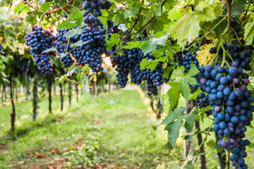 Red grapes in a Italian vineyard - Bardolino. Selective focus.

