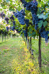 Red grapes in a Italian vineyard - Bardolino. Selective focus.

