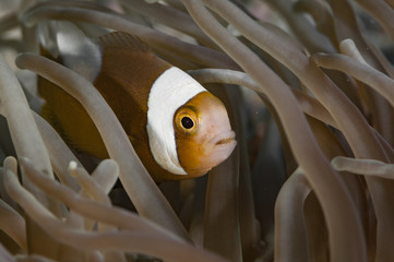 Saddleback Anemonefish
