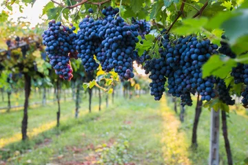 Gordijnen Red grapes in a Italian vineyard - Bardolino. Selective focus.     © photomario1