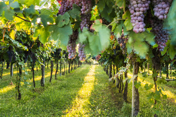 Rode druiven in een Italiaanse wijngaard - Bardolino. Selectieve aandacht.