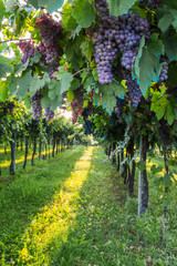 Red grapes in a Italian vineyard - Bardolino. Selective focus.    