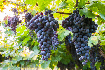 Red grapes in a Italian vineyard - Bardolino. Selective focus.

