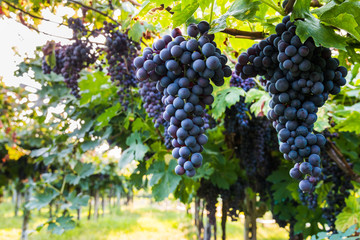 Red grapes in a Italian vineyard - Bardolino. Selective focus.

