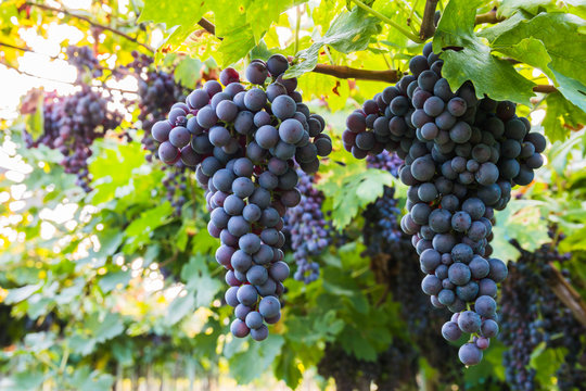 Red grapes in a Italian vineyard - Bardolino. Selective focus.

