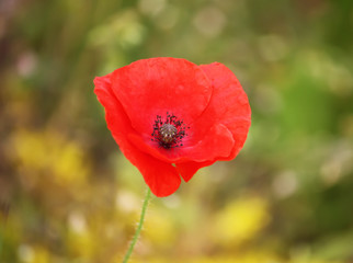 Bright red poppy flower