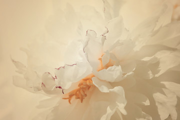 White peony flower petals close up