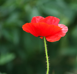 Fototapeta premium Bright poppy flower