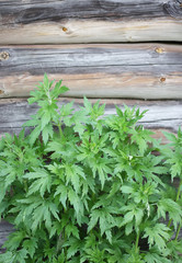 Thickets of a motherwort on a wooden wall background