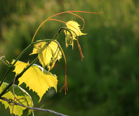 Green vine outdoors