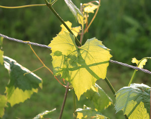 Obraz premium Green vine outdoors