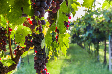 Red grapes in a Italian vineyard - Bardolino. Selective focus.

