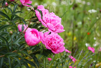 Peony flowers