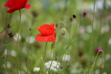 Bright poppy flower