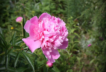 Peony flower background