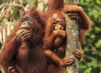 Orangutan monther and baby