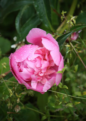 Peony flower background