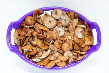 Freshly picked mushrooms in the pelvis in the bathtub.