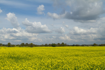 Rapsfeld Plittersdorf