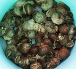 Snails close up