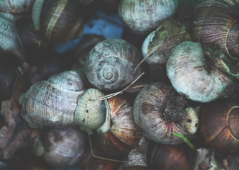Snails close up