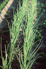 Obraz premium Onions growing in the garden