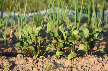 Beet sprouts in the garden