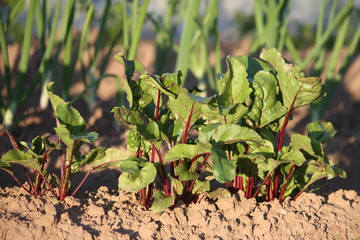 Beet sprouts in the garden
