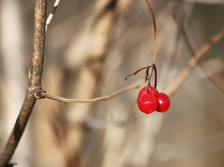 Viburnum plant outdoors