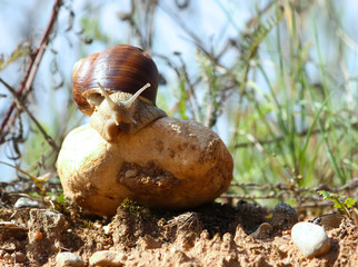Snail close up