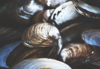 Mussels close up