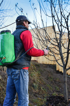 Adult Man Spraying Fruit Trees Early In Sprigtime