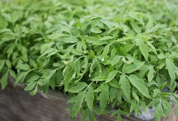 Obraz premium Green seeds of tomato plant