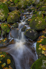 Naklejka na ściany i meble Water stream with green stones and fall yellow leavs.