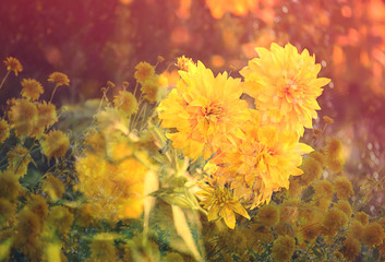 Fototapeta na wymiar Rudbeckia golden ball flower