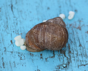 Snail laying her eggs.