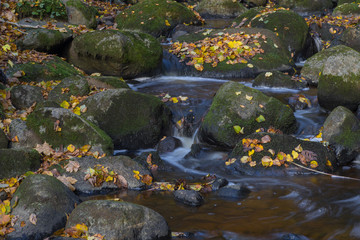 Water stream with green stones and fall yellow leavs.