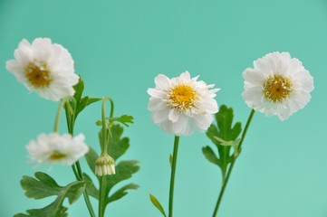 Camomile flowers
