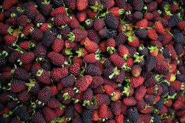 Moras