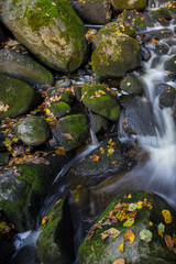 Water stream with green stones and fall yellow leavs.