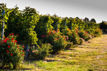 Fototapeta na wymiar Organic cultivation of grapes. 