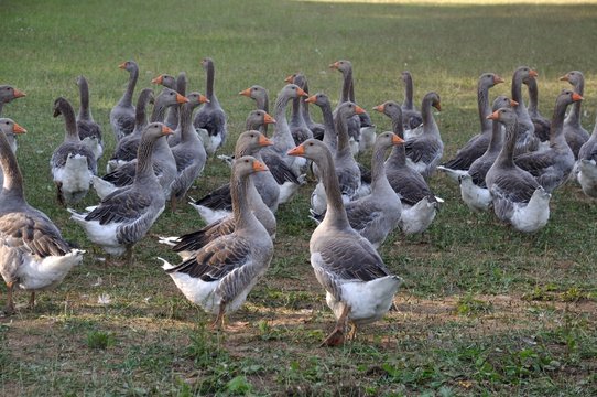 Farmed white goose standing on grass