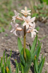 Obraz premium Pink hyacinth (lat. Hyacinthus) closeup