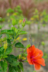 Bright orange hibiscus flowers