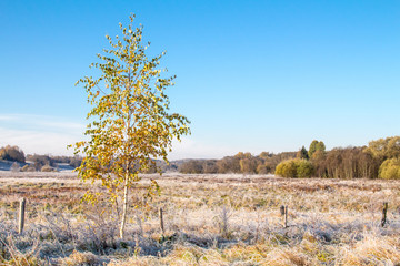 Birch tree on autumn frosty meadow