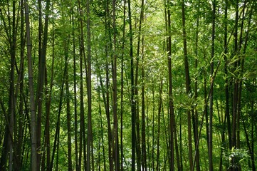 Fototapeta na wymiar Bamboo Leaves